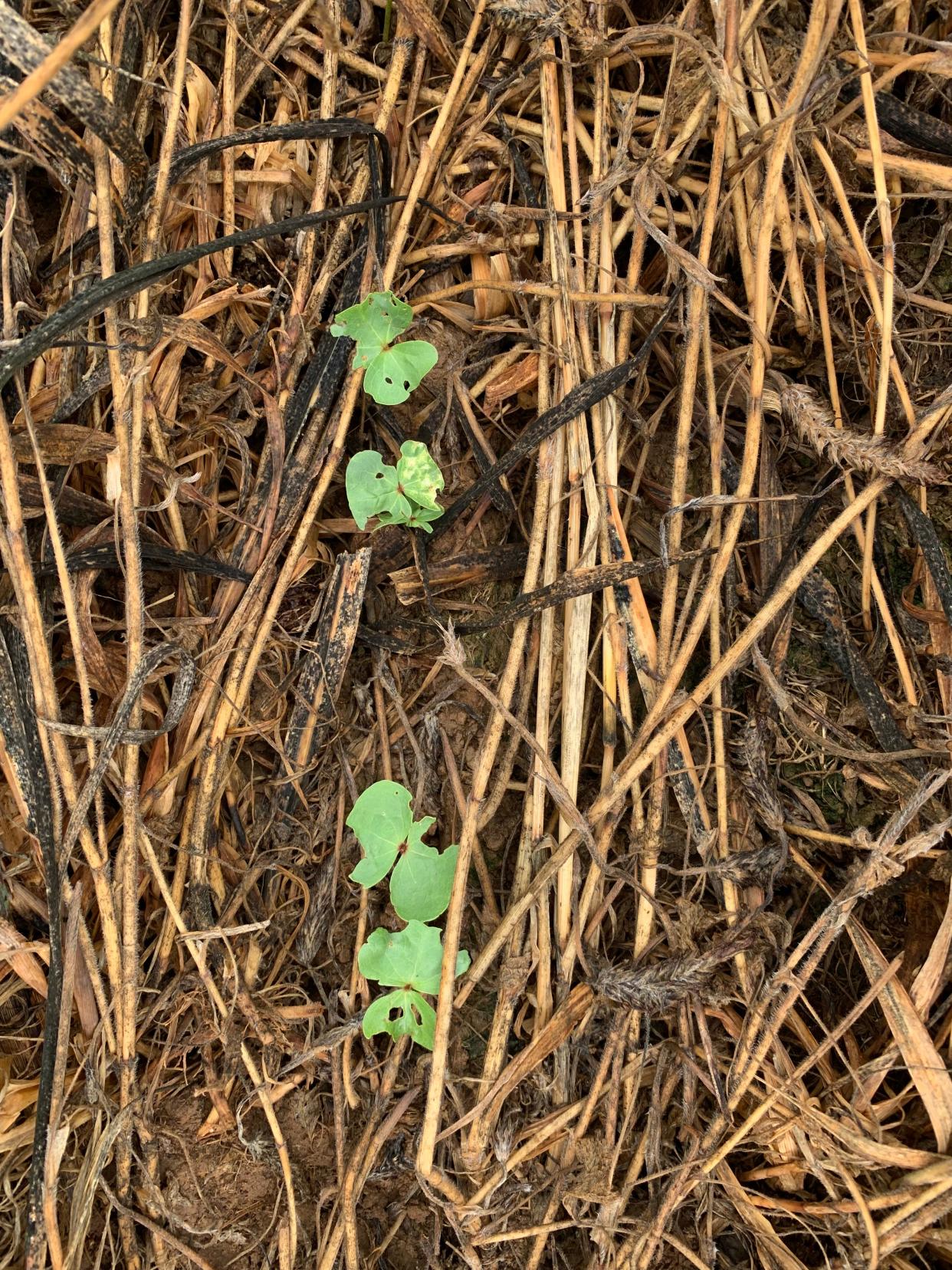Cotton seedlings coming up in a field that had been planted with rye as a cover crop near Courtland, Alabama.