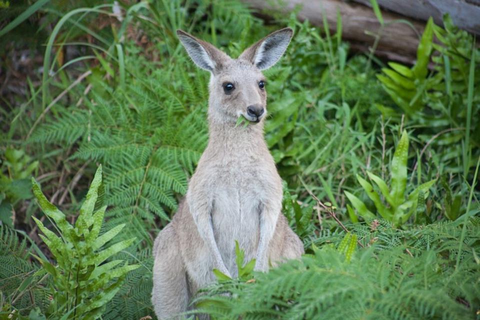 Kangaroo in Australia