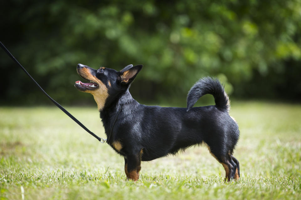 A Lancashire heeler, the American Kennel Club's 201st breed. / Credit: American Kennel Club