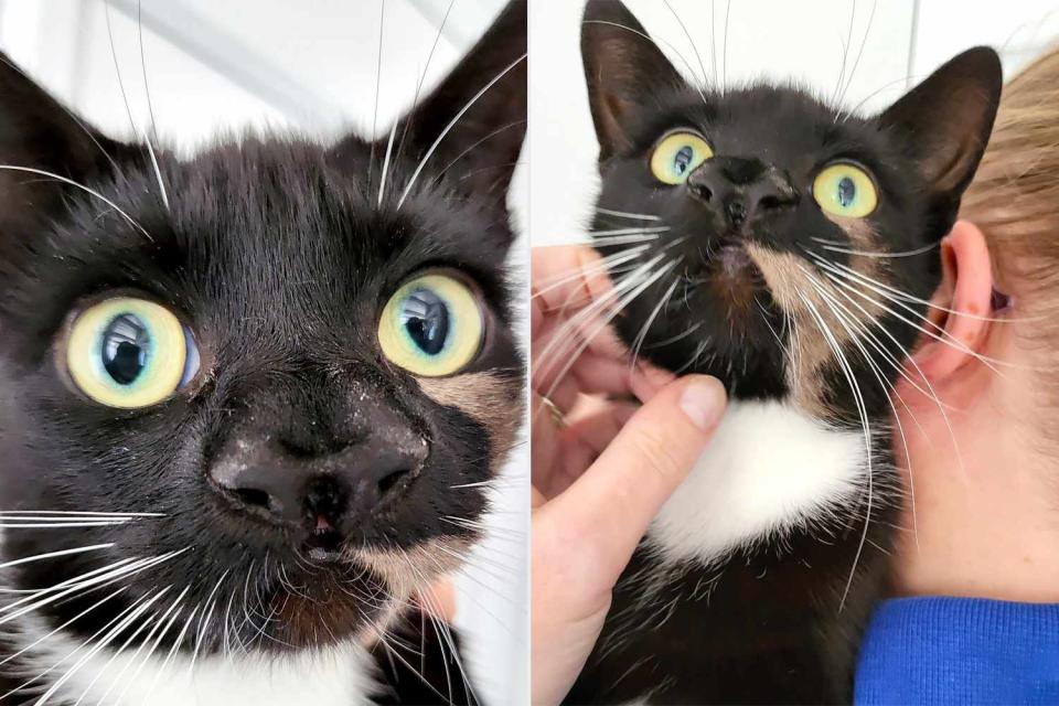 <p>Cats Protection</p> Nanny McPhee, the cat with two noses, is looking for her "furrever home," according to Cats Protection  