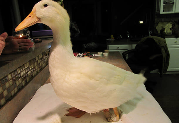 Buttercup the duck (photo: Facebook)