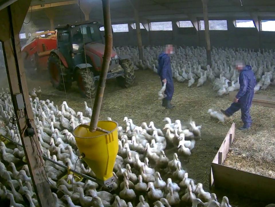 A worker kicks a duck in the video footage (Animal Justice Project)