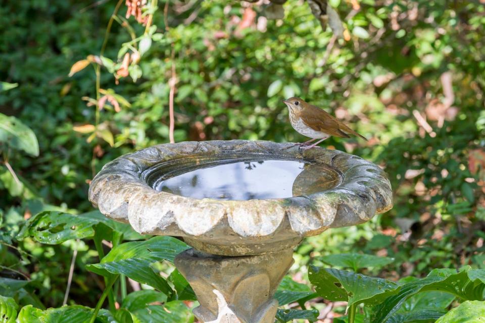 bird perched on bird bath in garden