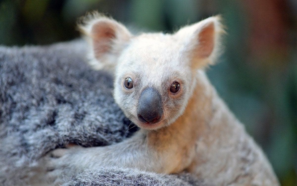 A-D-O-R-A-B-L-E: A rare white koala joey has been born at Australia Zoo - AAP / AUSTRALIA ZOO