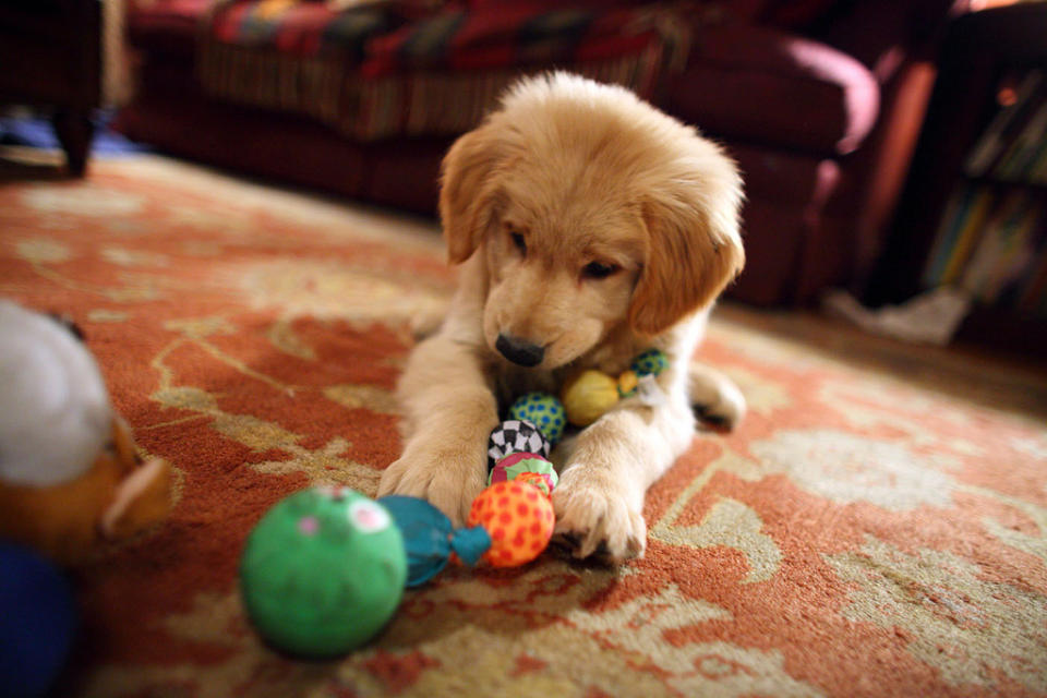 golden retriever puppy