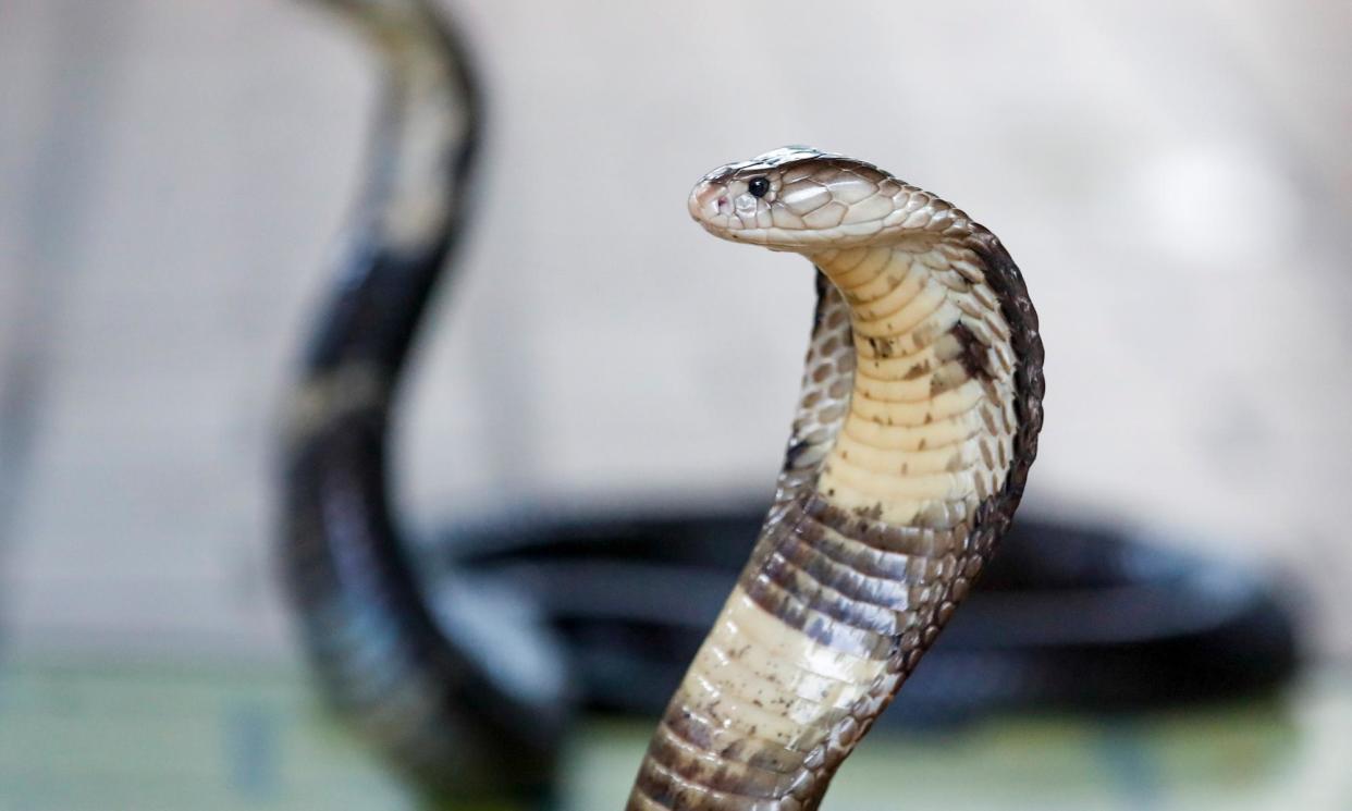 <span>A king cobra. Born Free said: ‘The majority of the animals that we’re talking about here will be held in people’s private homes or in their back yards or whatever.’</span><span>Photograph: Diego Azubel/EPA</span>