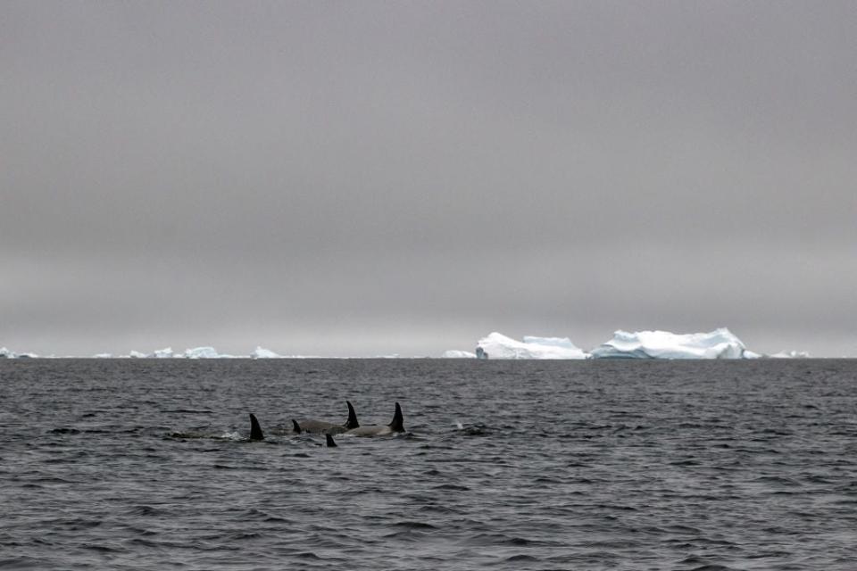 A pod of killer whales swimming in the Antarctic Ocean with ice bergs in the background.