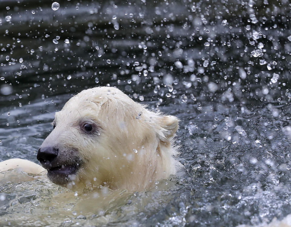 A female polar bear baby swims in its enclosure at the Tierpark zoo in Berlin, Friday, March 15, 2019. The still unnamed bear, born Dec. 1, 2018 at the Tierpark, is presented to the public for the first time. (AP Photo/Markus Schreiber)