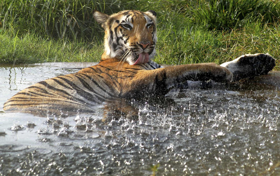 FILE - In this June 2, 2004 file photo, a Bengal tiger cools off in a small pond of water at Van Vihar National Park in Bhopal. Maharashtra, a western Indian state, on Tuesday, May 22, 2012 declared war on animal poaching by sanctioning its forest guards to shoot hunters on sight in an effort to curb rampant attacks against tigers, elephants and other wildlife. About half of the world's estimated 3,200 tigers are in dozens of Indian reserves set up since the 1970s. (AP Photo/Prakash Hatvalne, File)