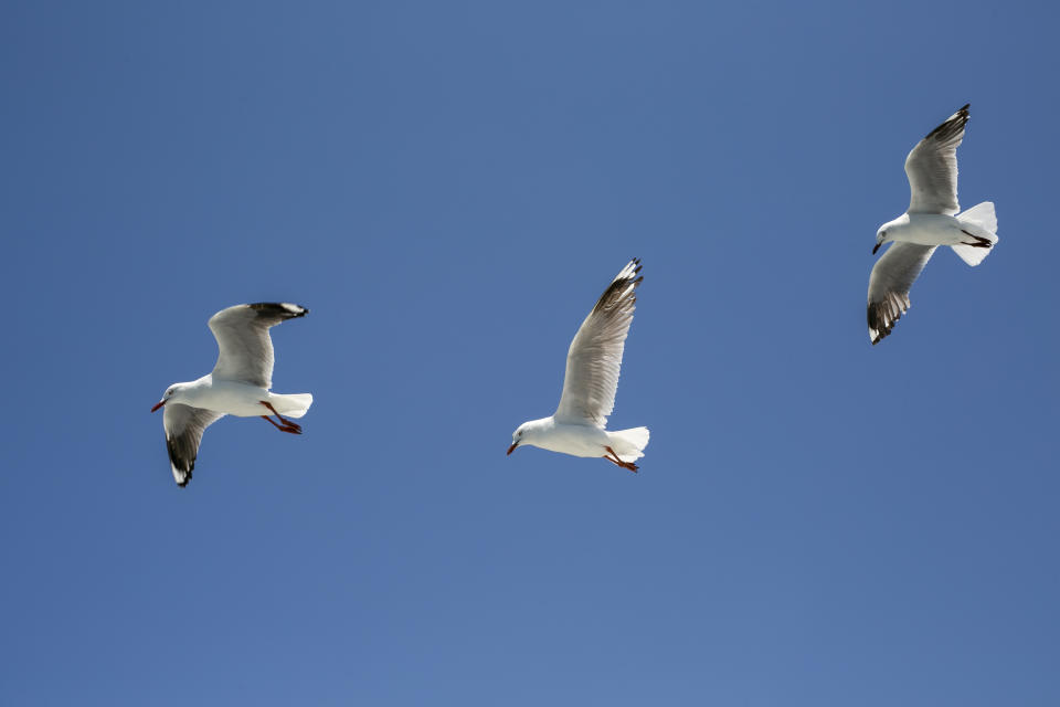 Group of seagulls in a clear sunny sky