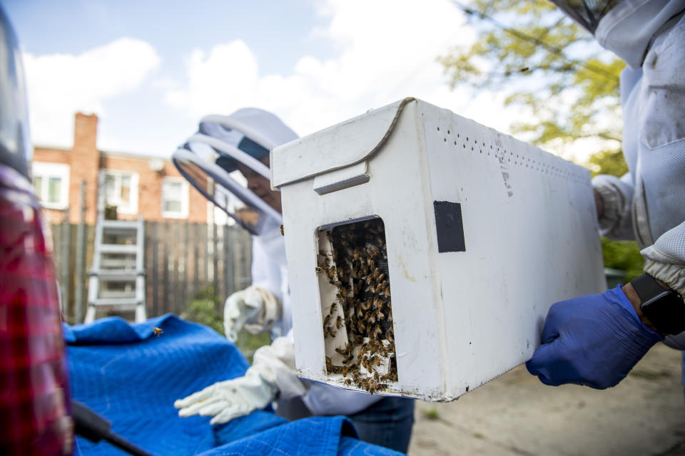 Beekeepers Sean Kennedy, right, and Erin Gleeson, left, pack up a bee box full of honeybees they removed from a fence line in a neighborhood in Anacostia, Monday, April 20, 2020, in Washington. Over the last year, beekeepers in the U.S. lost 43.7% of their honeybee colonies, according to the Bee Informed Partnership. (AP Photo/Andrew Harnik)