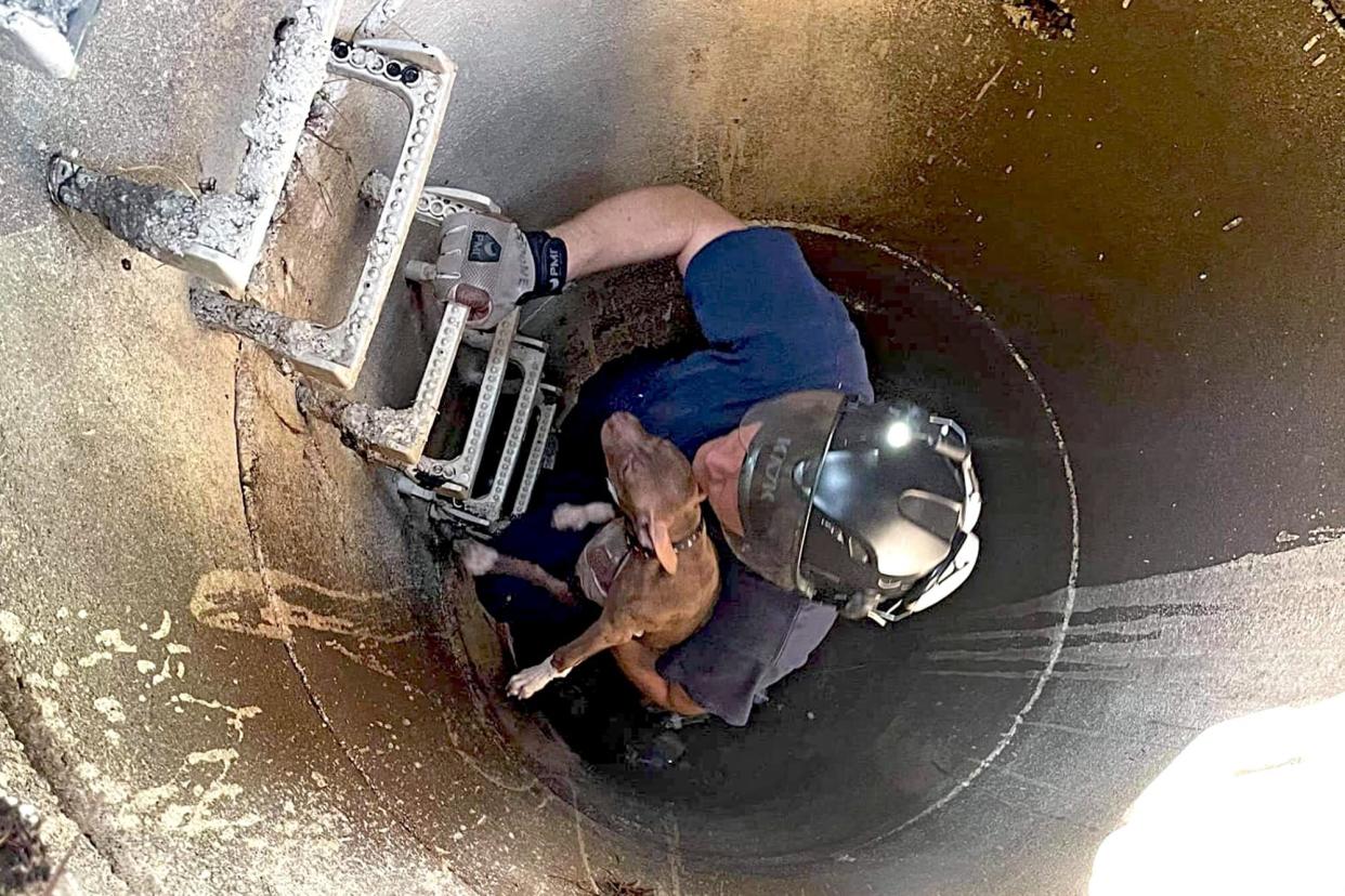 A firefighter saving a dog from a manhole