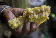 Nepalese honey hunters eat bee larvae after harvesting honey in Dolakha, 115 miles east of Kathmandu, Nepal, Nov. 19, 2021. High up in Nepal's mountains, groups of men risk their lives to harvest much-sought-after wild honey from hives on cliffs. (AP Photo/Niranjan Shrestha)