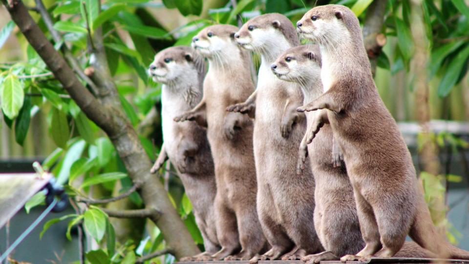 A gang of otters standing on a ledge