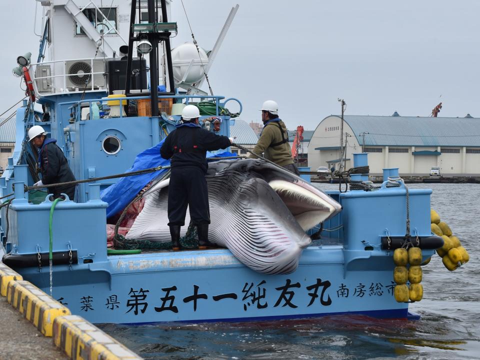 Overfishing has pushed whale populations to the brink of extinction (AFP via Getty Images)