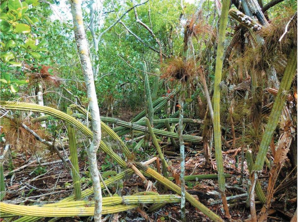 El cactus arbóreo de Cayo Largo (Pilosocereus millspaughii) en John Pennekamp Coral Reef State Park en 2016, con muchos tallos cloróticos y/o colapsados.