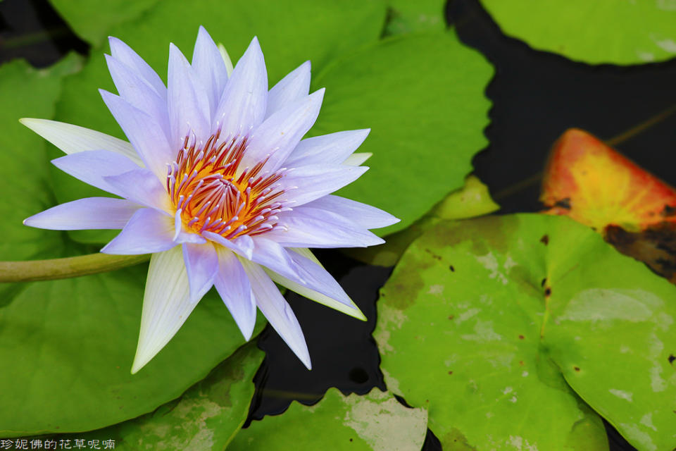 蓮緣香水蓮花園