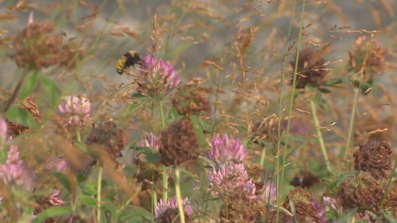 How a St. John's wildlife oasis prevents flooding in the city