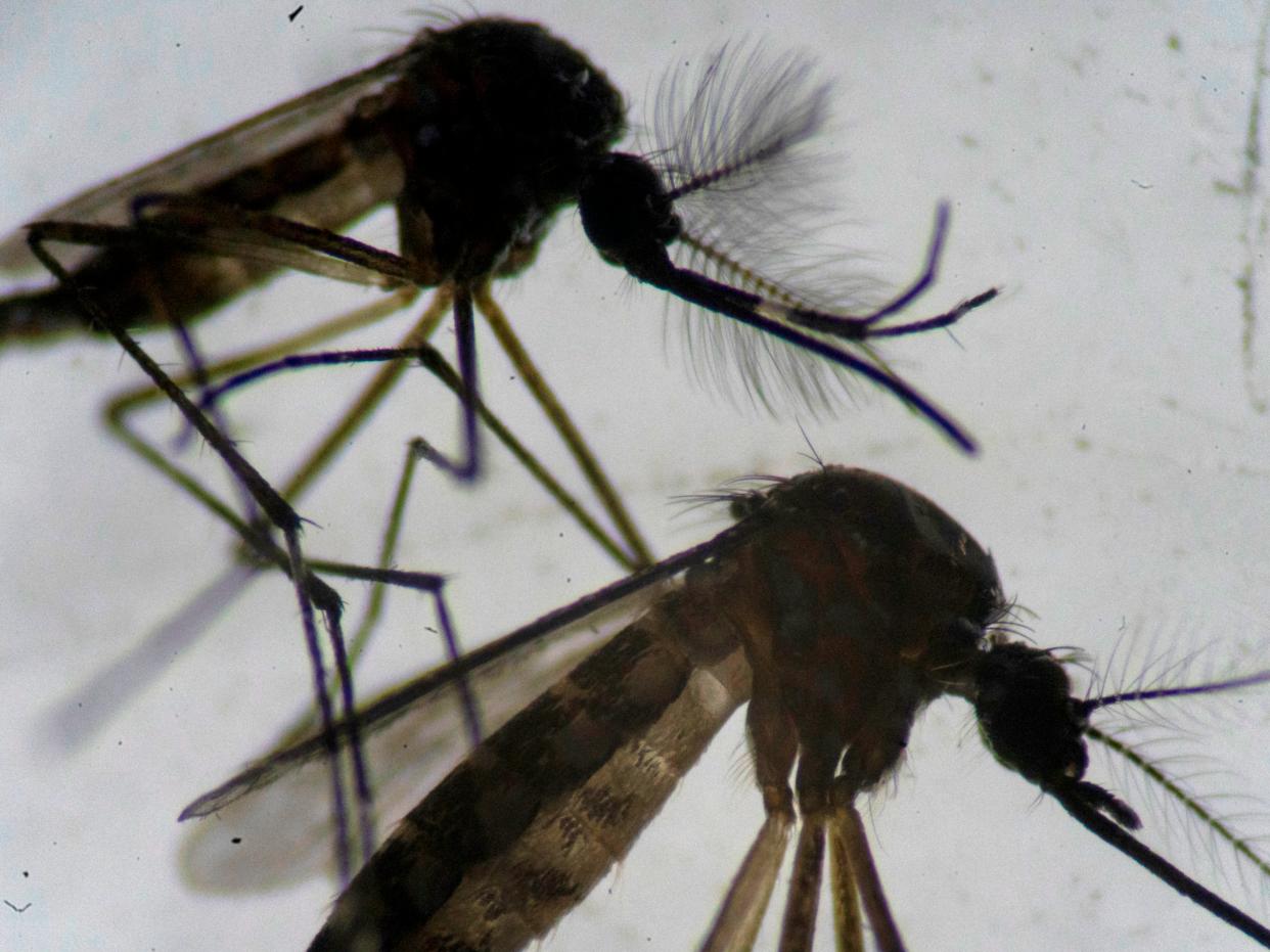 <p>A male (top) and a female (bottom) Aedes aegypti mosquitos are seen through a microscope at the Oswaldo Cruz Foundation laboratory in Rio de Janeiro, Brazil, on 14 August 2019</p> (AFP via Getty Images)