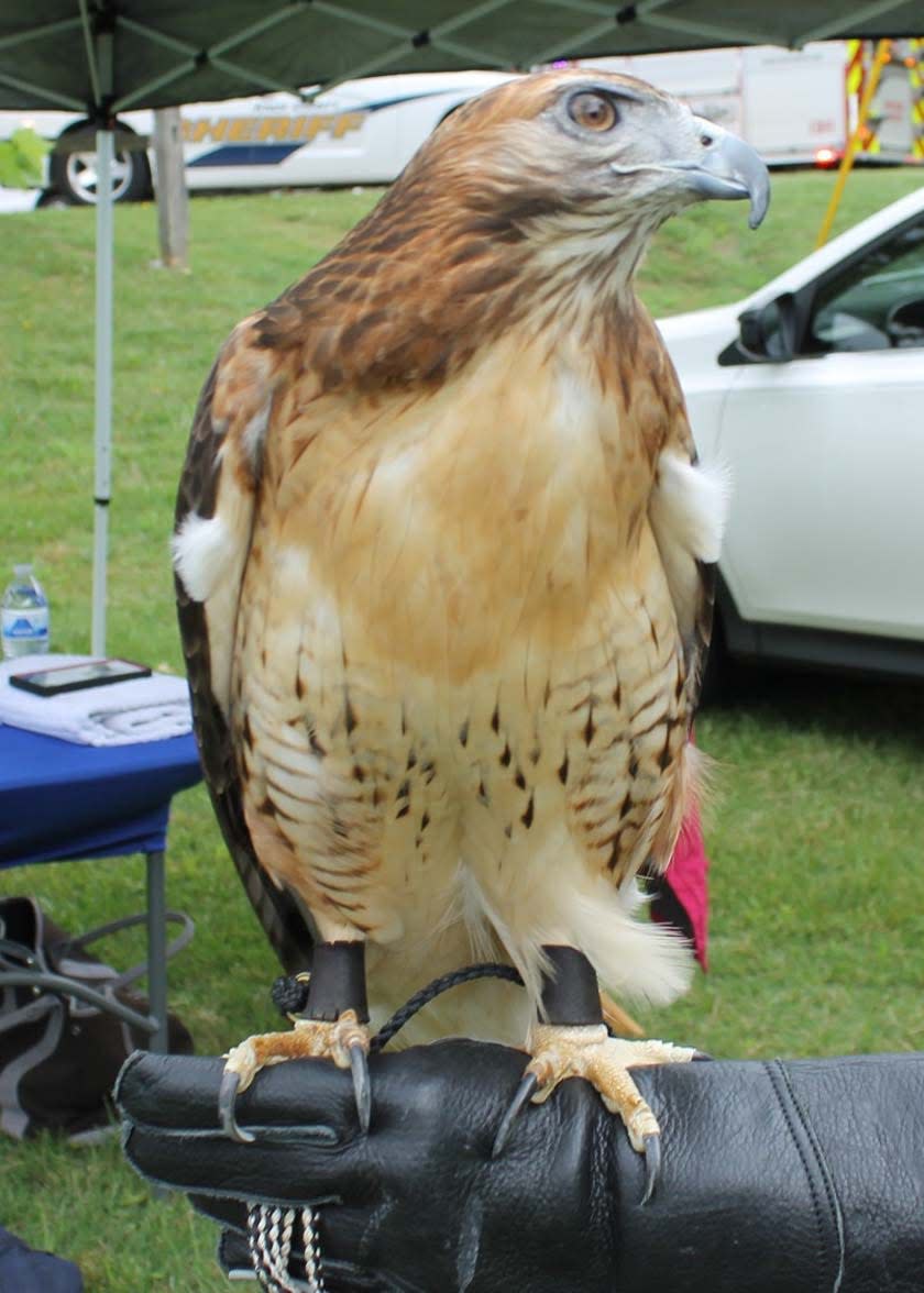 Zena the Hawk visits from the Smoky Mountain Raptor Center while an avian ambassador gives a short talk about hawks at the newly appointed Charlie’s Launch at Roy Arthur Stormwater Park in Karns during the annual Beaver Creek Flotilla, presented by FirstBank May 20, 2023.