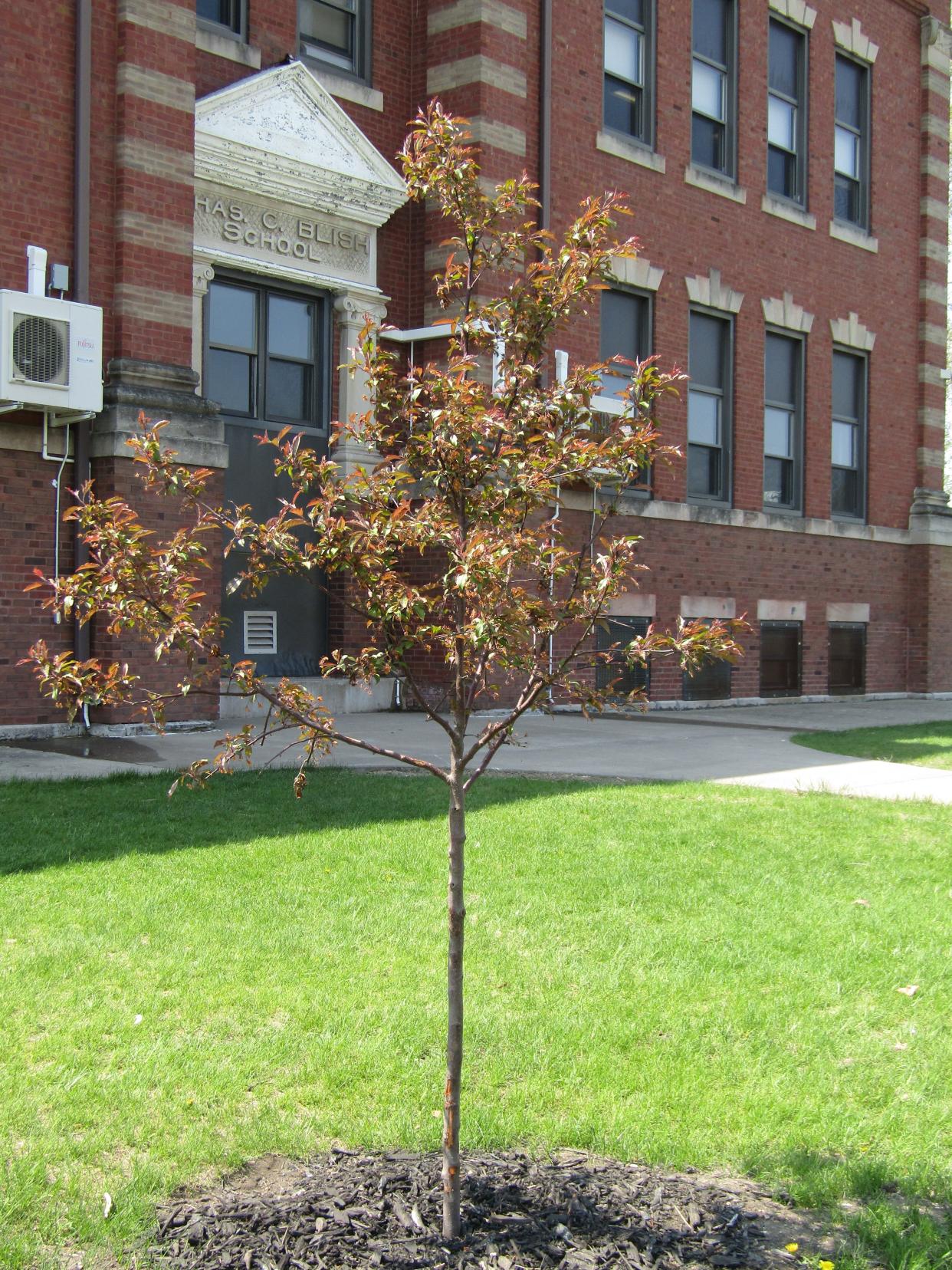 Wethersfield High School ag students planted this crabapple tree donated by the Garden Club of Kewanee this spring, one of 15 new trees they have put into the ground this spring