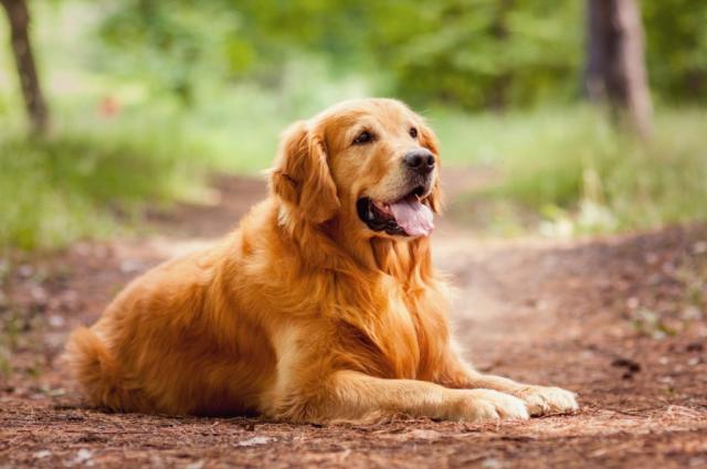 Meet the cutest cutest dog breeds large breeds over 50 pounds