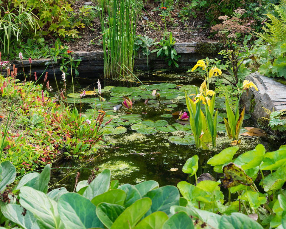 13. Multiply your pond plants for free