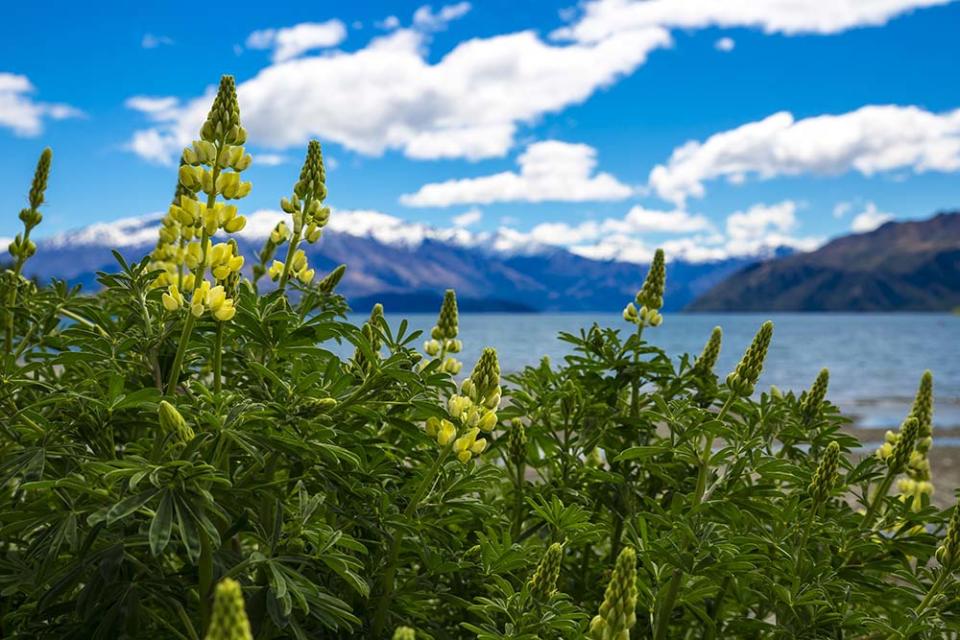 瓦納卡湖（Image Source : Getty Creative/iStockphoto）