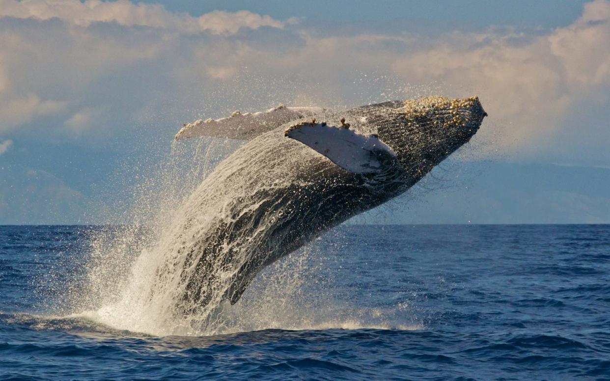 A total of 116 whale encounters were analysed near Kauai, which is part of the Hawaiian archipelago, over the course of six years. - Getty Images Contributor