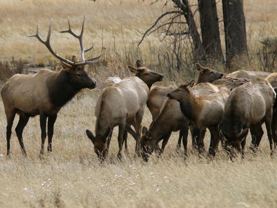 elk herd