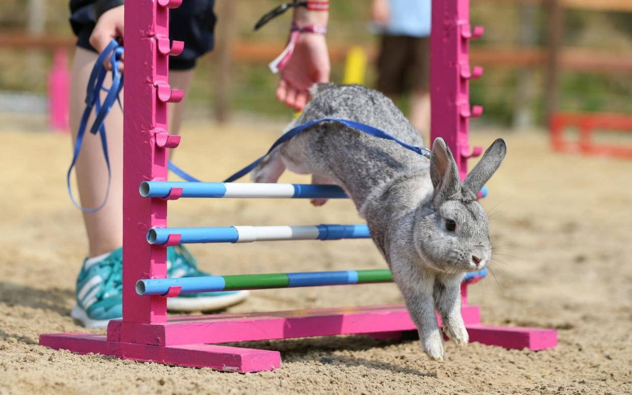 A rabbit leaps its way through an obstacle course - www.alamy.com