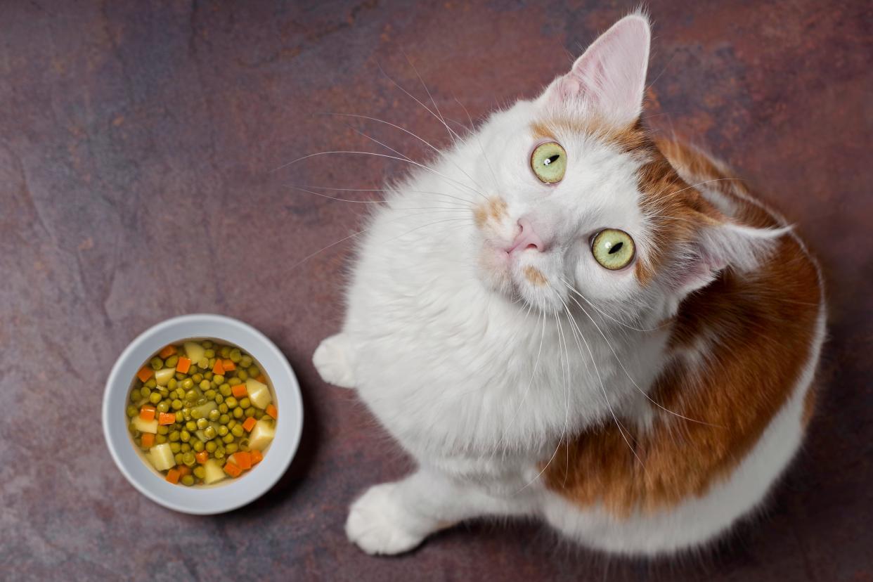 A cat stands by a bowl of peas, potatoes, and carrots and looks up expectantly at the camera as if to ask for different food.