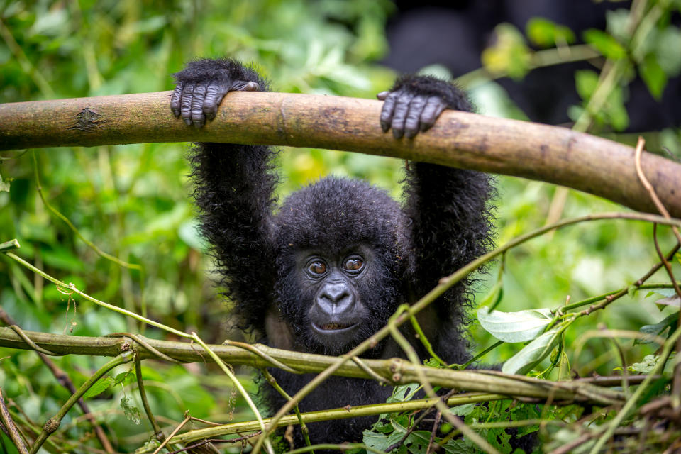 A baby gorila inside the Virunga National Park, the oldest national park in Africa. DRC, Central Africa.