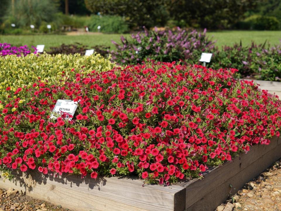 In this container Supertunia Mini Vista Scarlet was partnered in an analogous color scheme or colors next to each other on a color wheel by combining with Superbells Dreamsicle calibrachoa, White Knight sweet alyssum and Goldilocks creeping Jenny.