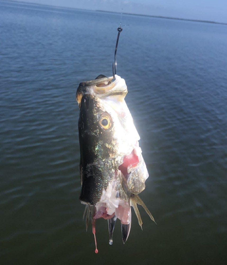 Art Mowery caught a trout but only brought in the head while fishing the Oak Hill area. It's a reminder that sharks don't just steal offshore catches.