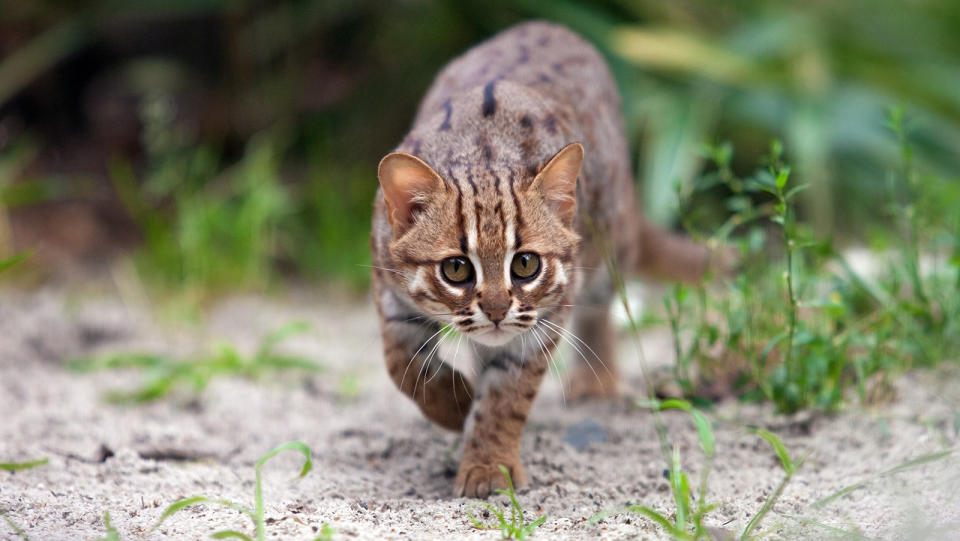 Rusty-spotted cat