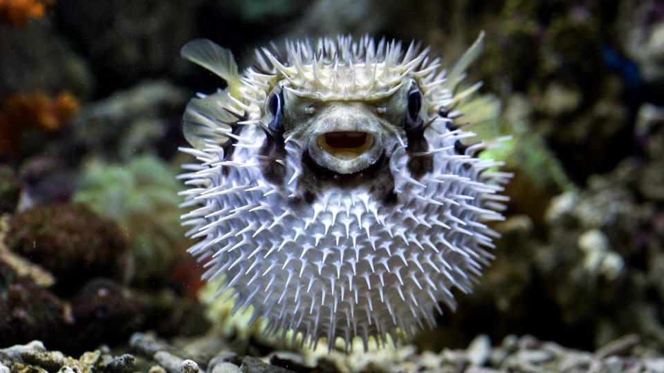 a white and cream pufferfish facing the camera with its body expanded