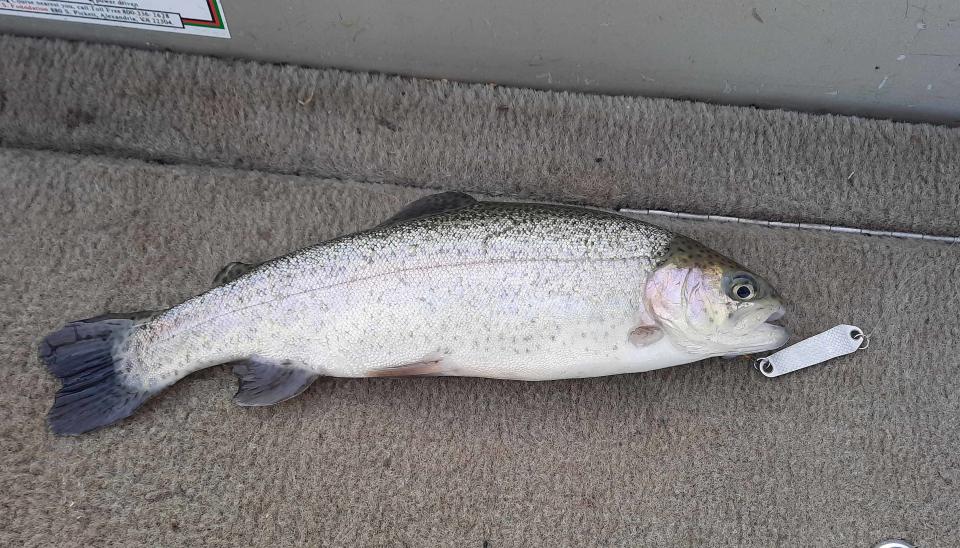 Metal lures that resemble minnows swimming in the water are effective for rainbow trout in lakes and streams.