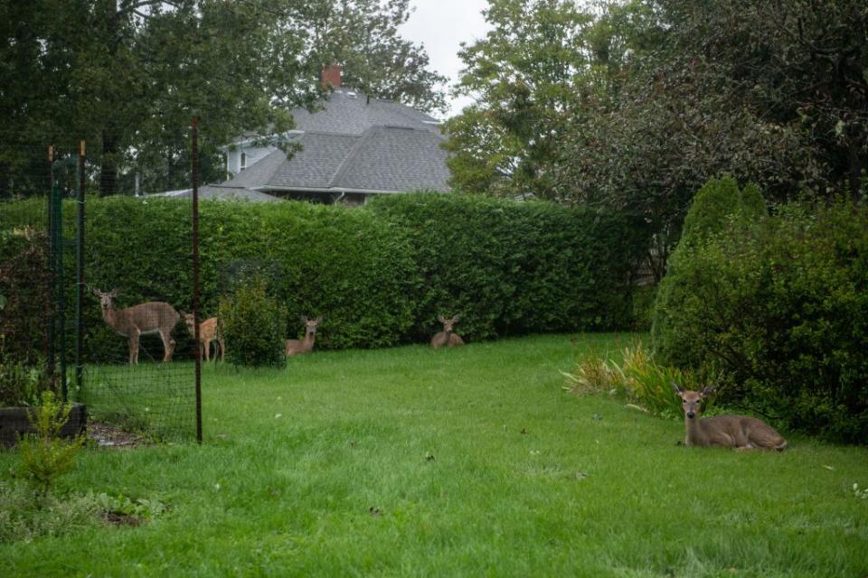 Deer shelter in front of a home during post-tropical cyclone Lee in St. Andrews, New Brunswick, Canada, on Saturday.