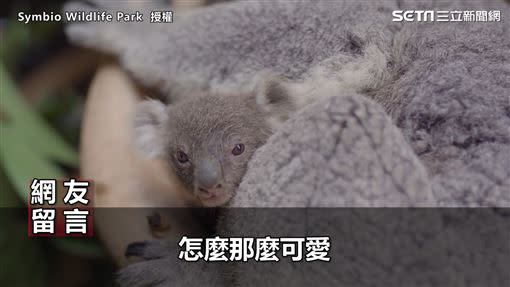 網友看完留言表示「怎麼那麼可愛」。（圖／Symbio Wildlife Park 授權）