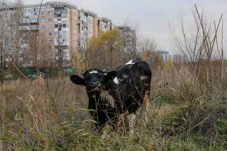 A cow grazes in the tall grass near communist era blocks of flats in Bucharest, Romania, November 23, 2016. Inquam Photos/Octav Ganea/via REUTERS