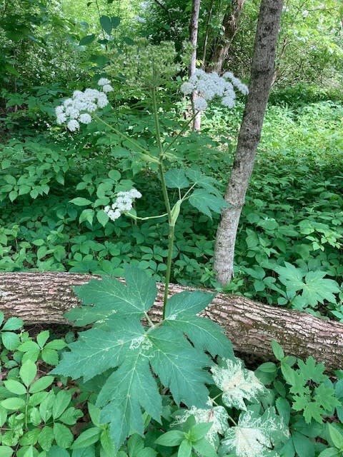 Courtesy of Jeff Dickie, Field Forest Technician/provided: Cow parsnip (2) 