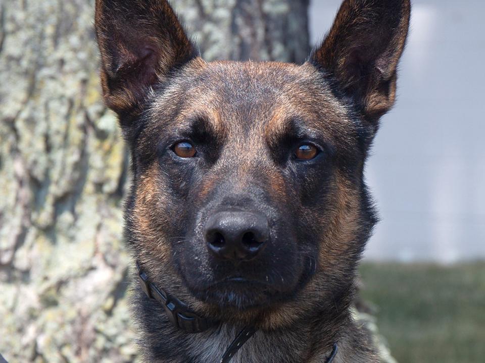 The Border Patrol Tactical Unit K9 named Yoda that took down Danelo Cavalcante.