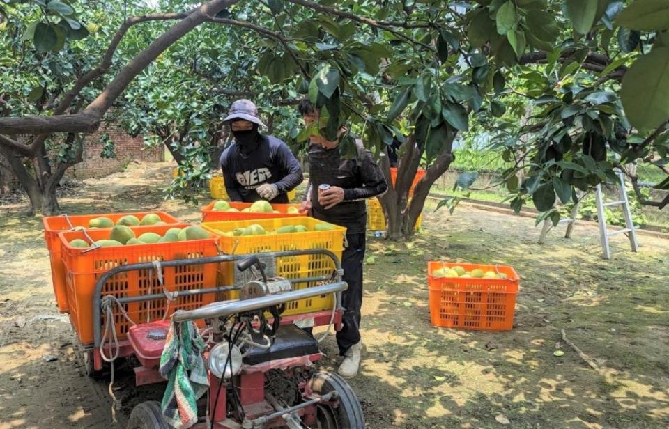 蘇拉颱風前夕，麻豆柚農忙著採收柚園的文旦。(記者盧萍珊攝)