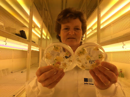 Professor Wendy Harwood poses for a photograph in a plant breeding incubator room with barley plants that have undergone gene editing at the John Innes Centre in Norwich, Britain, May 25, 2016. REUTERS/Stuart McDill