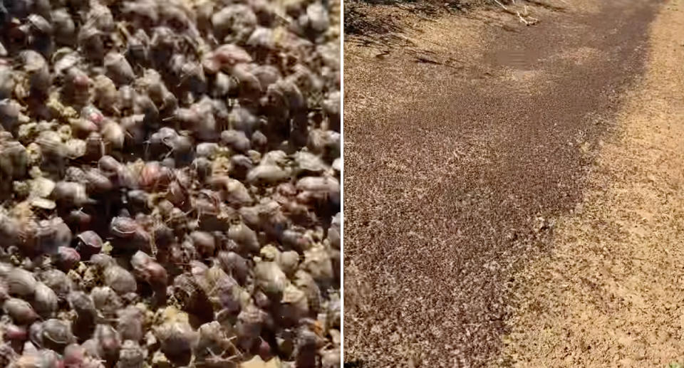 The heaving mass of gidgee bugs on the dirt road.