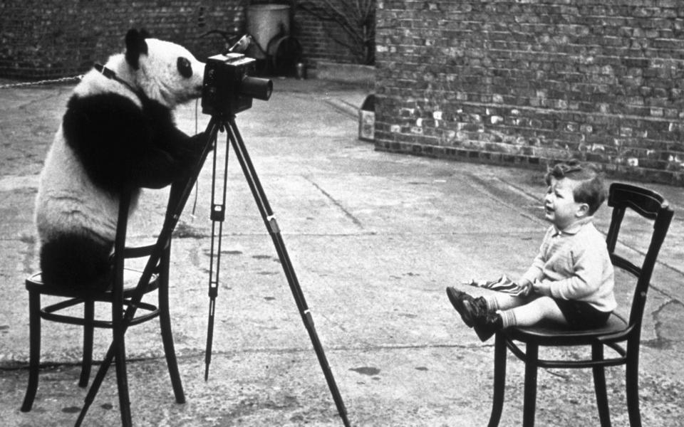 Photographer Bert Hardy's son, Mike Hardy, being photographed by Ming the panda at London Zoo in 1939