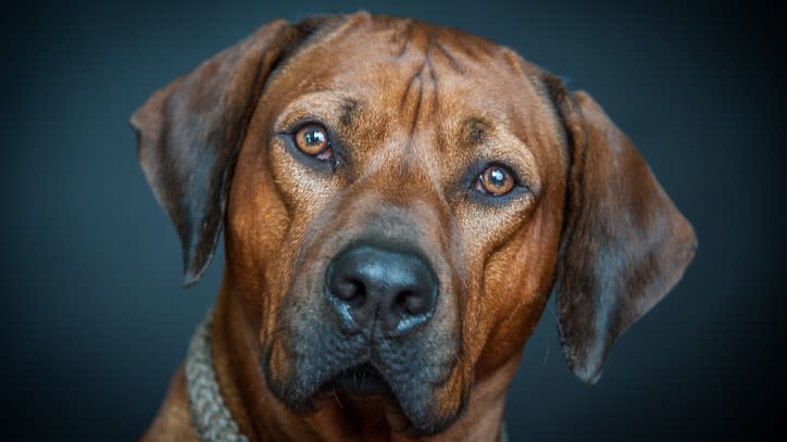 10. Rhodesian Ridgeback