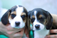 Ruppy (short for Ruby Puppy) is the world's first transgenic dog. A cloned beagle, Ruppy and four other beagles produce a fluorescent protein that glows red upon excitation with ultraviolet light. Ruppy was created in 2009 by a group of scientists in South Korea, led by Byeong-Chun Lee. The dog was cloned using viral transfection of fibroblasts cells with a protein that expresses the red fluorescent gene. The nucleus of the transfected fibroblast was then inserted into the enucleated oocyte of another dog, leading to generation of dog oocytes expressing the red fluorescent protein. These cloned embryos were then implanted into the uterus of a surrogate mother.