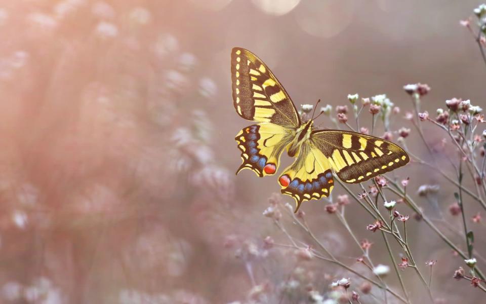 Flattert ein Schmetterling durch Ihre Träume? Oder Sie sehen, wie sich eine Raupe zum wunderschönen Falter entwickelt? Dann machen auch Sie selbst vermutlich gerade eine Wandlung durch oder es steht eine wichtige Veränderung an. Der Schmetterling signalisiert Ihnen, dass Sie keine Angst davor haben sollten. (Bild: iStock / tahir abbas)